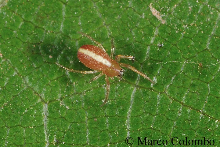 Probabile giovane Hypsosinga (cfr H. sanguinea) - Sardegna